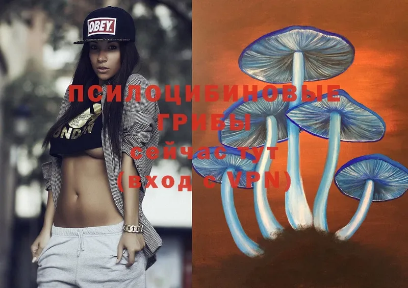 Псилоцибиновые грибы Psilocybe  гидра ТОР  Новопавловск 